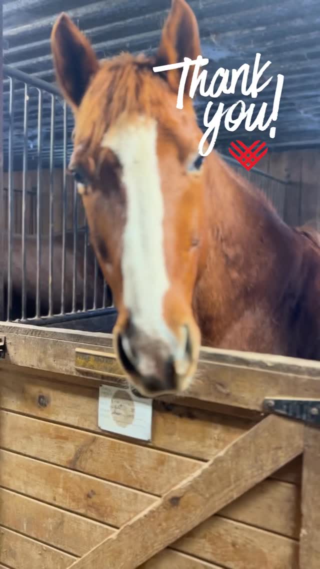 A Big THANK YOU ❤️
Thank you to everyone who donated last week as well as on Giving Tuesday, your generosity will have an impact for so many youth at risk.
For those who have had their inbox flooded with marketing emails over the last few days and may just be seeing this for the first time, our campaign will remain open for another few days if you would like to help contribute towards our goal for this year.
#tufftherapeuticridingfoundation #therapeuticriding #givingtuesday❤️