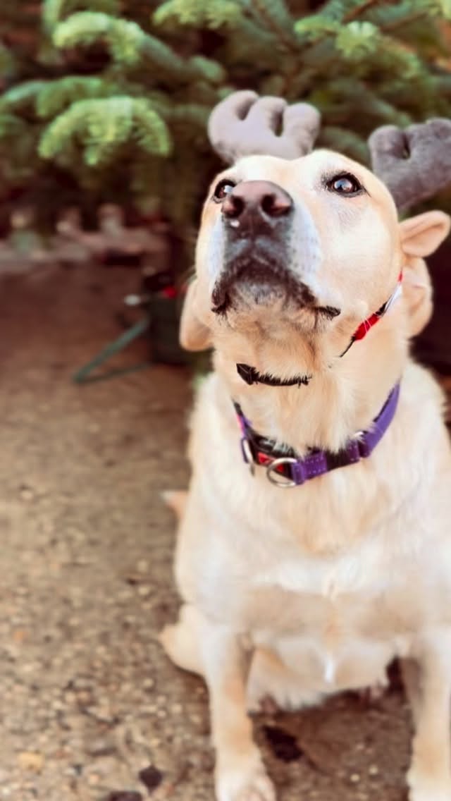 Our tree has arrived and our little reindeers are already busy decorating it 🦌🎄✨
As we get it holiday ready, we’d love to add a personal touch from our amazing owners! 🐾 feel free to send in a personalised ornament for our daycare tree! ❤️
#DuncansDoggyDaycare #Duncans #DDD #DuncansDogCo #DoggyDaycare #DoggyDaycareLife #SurreyDogs #SurreyDogCare #LondonDogs #LondonDoggyDaycare #SurreyPetServices #christmas #xmasdog #christmastree #christmasdog #DogsofSurrey #DogsofLondon