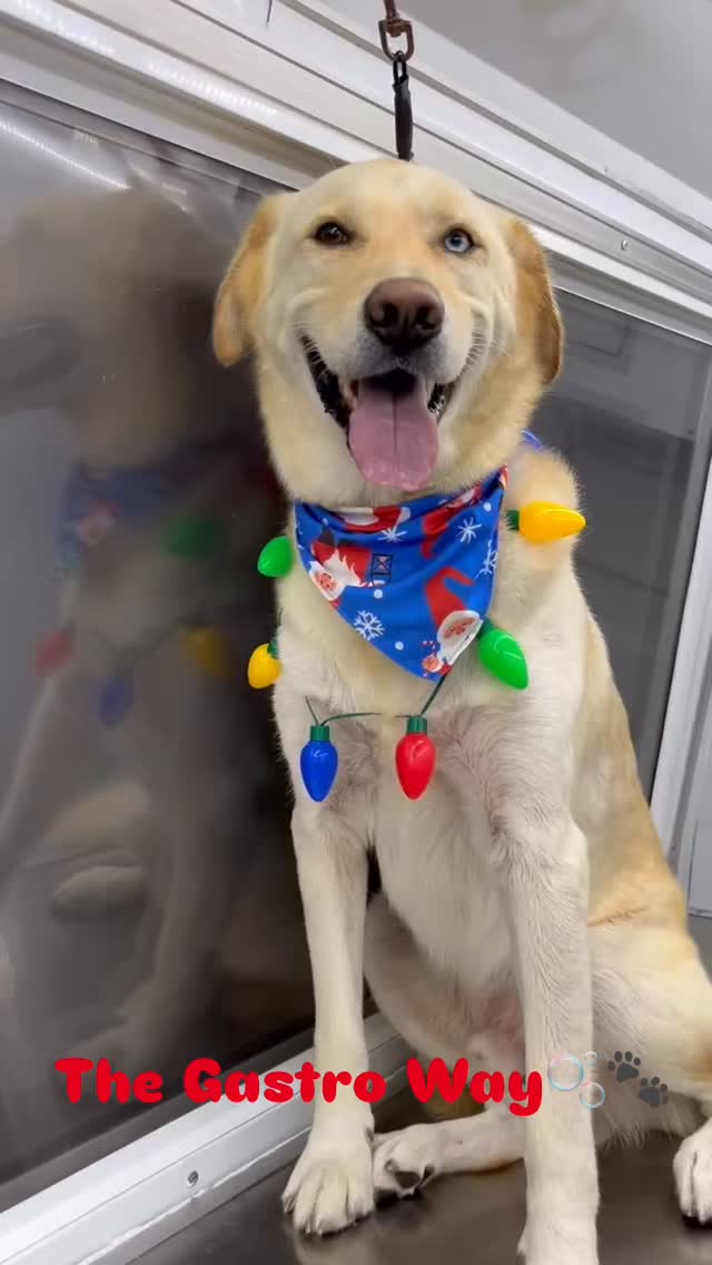 A little pre-Christmas bath before Christmas🎄🛁🫧🧼 The Gastro Way🫧🐾#thegastroway #houston #dogsofinstagram #doglovers #christmastime #gastromobiledogwash #paws #dogloversofinstagram
