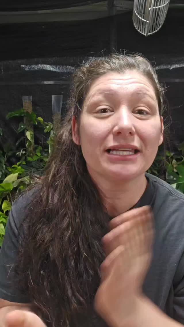 Here is a Live clip from Sunday. A TT friend asked about importing some Alocasia pink Serendipity. They will recover but are AWFUL shippers. Bring any and all plant questions on over to my TT lives I am happy to answer them! 🫶 most weekday mornings from 645ish to 830 and weekends fri and sunday afternoons after 4pm. Come hangout!
#thehenandthechick #smallbusiness #greenhouse #plants #tropicalplants #tiktoklive