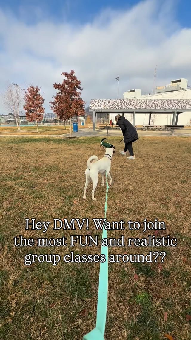 JOIN OUR GROUP CLASSES!
If youre looking for a FUN way to keep up with your training, look no further!
Our group classes are every Saturday and are drop in style, meaning you choose when you want to come or skip! The flexibility makes this a no brainer, even for busy owners!
This class is especially helpful for reactive dogs—we have seen some UNREAL progress with even the most reactive pups 🤩
DM me or click the link in my bio to get started 🥳
#dog #dmvdogs #northernvirginia