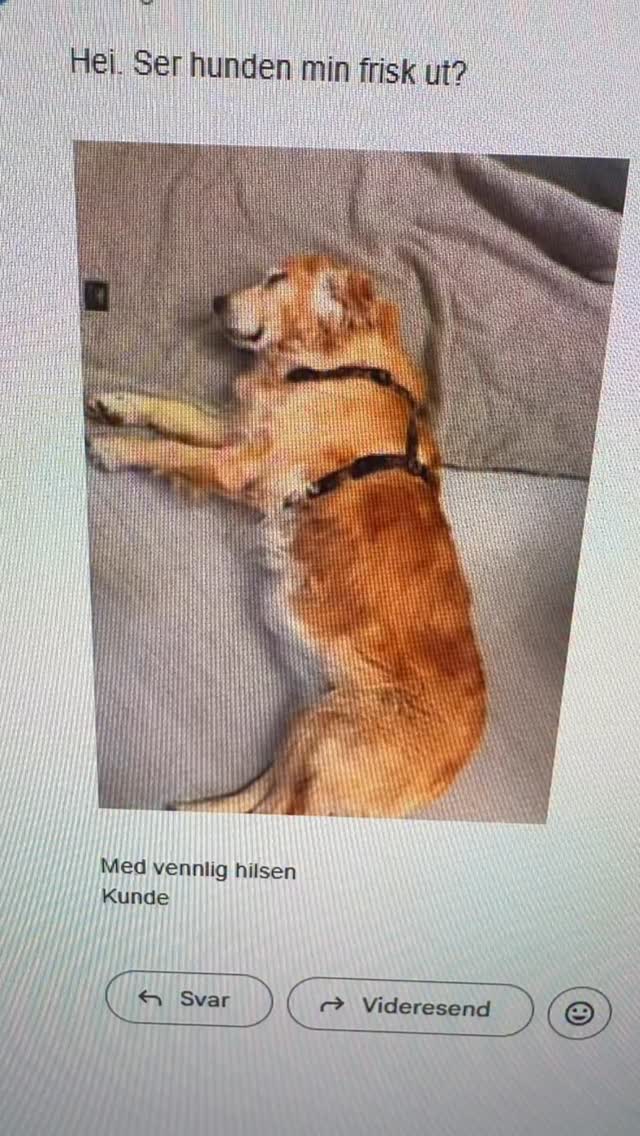 Status: Lever sitt beste A4-liv etter undersøkelse hos oss😆