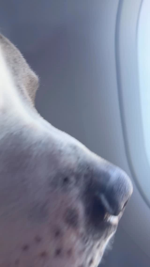 For training in LA👆 Hit the bio link. And yes we still have peeps to help you on the east coast. #dogs #dogtraining #dogsofla #dogmom