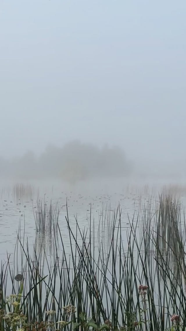 Enfant, on me disait souvent, la Somme c‘est gris, là où moi, je voyais du mystère dans les brumes et des éclairs de bonheur dans les jours de soleil à la plage et dans la campagne au patchwork d’étangs miroitants. Aujourd’hui, j’en ai fait un blog « La Somme, mon Amour », une déclaration à ma région de cœur sur www.lasomme.blog #picardie #somme #lasommeblog #abbeville #amiens #nature #nordfrankreich #valléedelasomme #baiedesomme