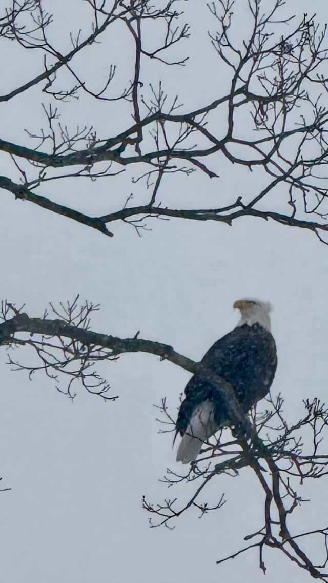 I spy a Bald Eagle, Newaygo Plumbing, and beautiful maple trees all at the sugar shack! Watch for exciting changes at Patriot Farm during syrup season this year! Will be open to guests to help collect sap and boil throughout the season as well as our traditional syrup event. We will be able to provide lodging throughout the season and we’re adding some major WOW factor to the sugar shack (more to follow). Please reach out if your group would like to visit for snowshoeing or relaxing and enjoying beautiful views.#navy #armylife #coastguard #veterans #marinecorps #airforce #gvsualumni #veteranowned #michiganveterans #newaygocounty