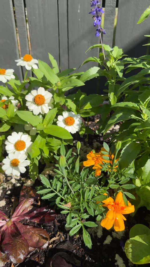 Coz why not…
#gardening #gardeningnz #gardensofnz #nature #plants gardenlife edible growwhatyoueat grow growfood veggiegarden vegetable veggiegardennz
gardentotable gardentips smallspacegardening urbangarden containergardening raisedbedgardening containergardening pottedveggies
patiogardening