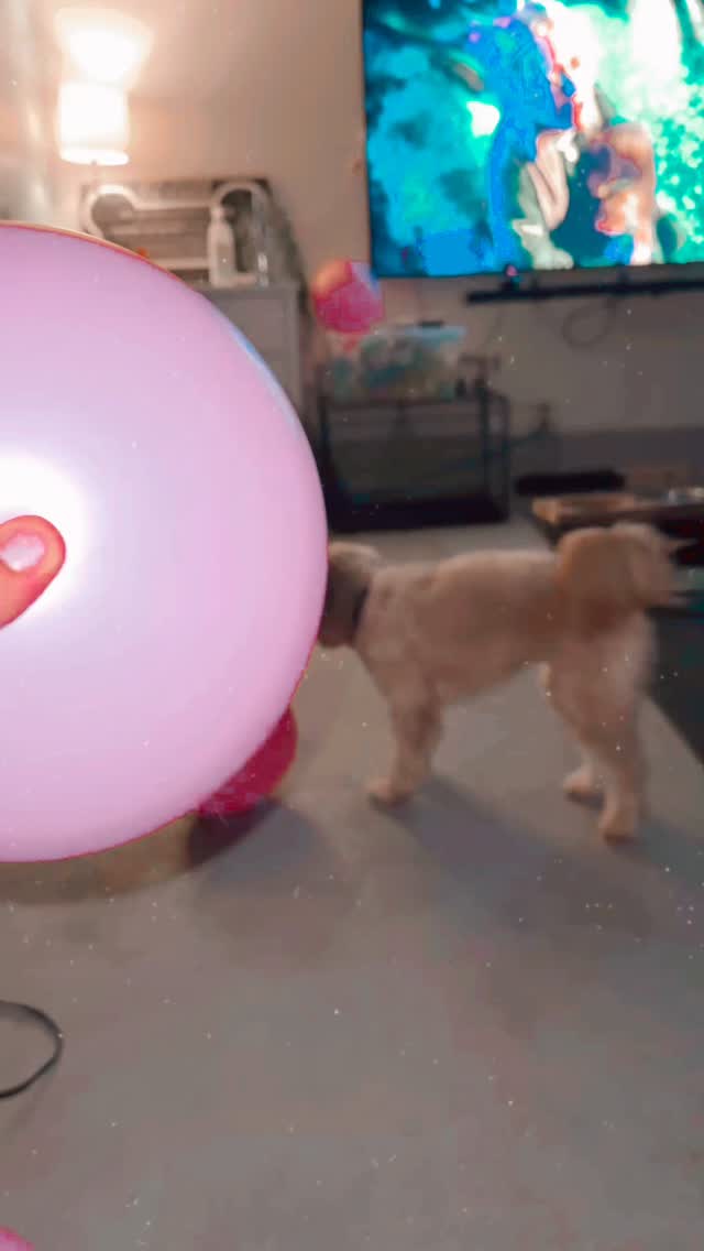 Bella vs. The Balloon
She was having the BEST time chasing it… until it popped
And yes, my reaction was 100% uncontrollable laughter 😂😂
#WiggleWagDaycare #DogDaycareBrampton #BramptonDogs #DogsofBrampton #DogReels #FunnyDogVideos #DogPlaytime #DogFunTime #PetReels #GTApets #DogMomLife #PoodleLife #DogEntertainment #DogVideo #BramptonBusiness #PetCareBrampton #FurryFriends #DogAdventures