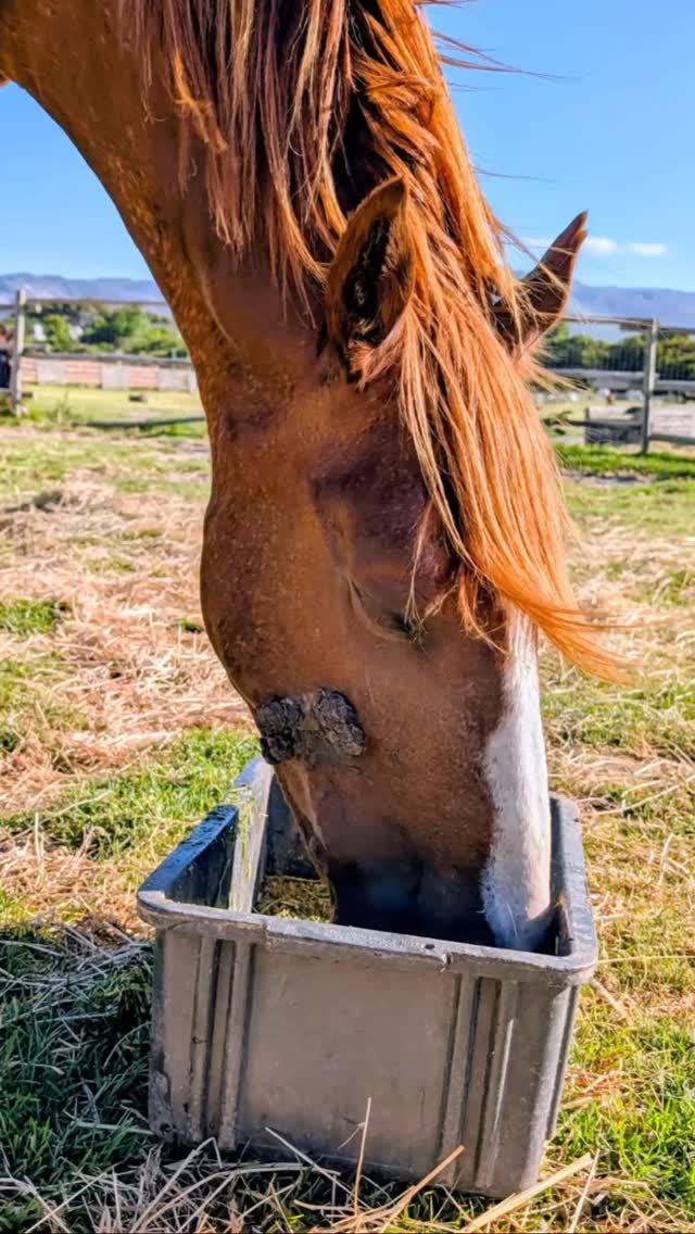 Our special warrior mom Arabella continues to fight her battle with her sarcoids.
When we rescued her all of the sarcpids were removed by a team of 4 veterinary surgeons. We were advised that they would return and we would have to continue treating her.
Sarcoids grow very quickly when they are stimulated by touch. This was going to happen when she had her foal.
We witnessed the growth of the sarcoids when she was still in hospital when Raphael was born.
We continue to treat her Sarcoids with Vermate and Thermal mud. Most of them have reduced significantly in size and some have fallen off.
She has a huge one at the back of her teats, and this is because when Raphael goes into to feed he is stimulating the growth.
Despite them looking awful, our special girl is comfortable and we will continue on this course of treatment, and will be introducing the cancer and tumor cream from Royalnne herbs to attempt to accelerate the natural removal of all of the sarcoids.
This treatment costs a lot of money, but is vital for the comfort and health of Arabella