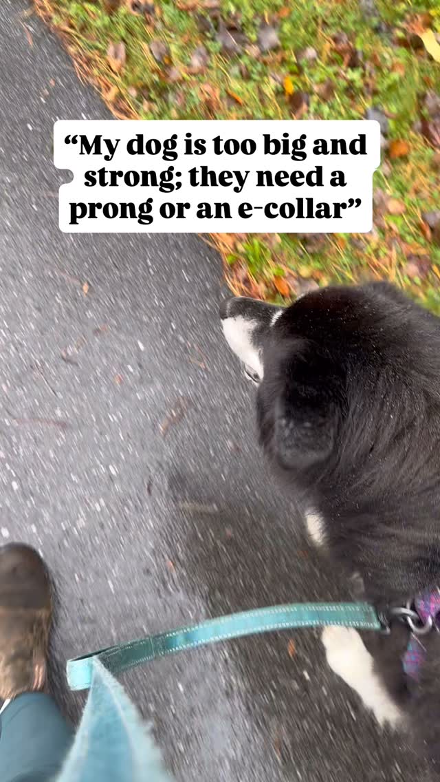 No breed (or species) needs a heavy hand!
Now donāt get your leashes in a twist, I know dog training methods are a tense topic and I never judge a dog owner for using a tool, but you donāt need to use pain for compliance.
Any tool can be uncomfortable or painful if used improperly. Hell, even a leash CAN be used to cause pain. But, itās easier to hurt an animal with shocks and pointy metal on a sensitive area like the neck.
These 1 ton horses learned how to walk on lead with a leather halter and rope. Almost identical to a head halter for dogs and a leash. YES it can be used improperly and does cause discomfort if pulled, but it is less likely to be misused. Just like dogs, horses learned how to give into pressure on lead and slow down their pace, even though my steps are a fraction of theirs. Horses are also positively reinforced with praise, pets or even treats.
So why do some people use prongs and e-collars? Well it does āworkā and a lot of times itās a quick fix, and thats how itās marketed. HOWEVER, timing is crucial and it needs to be taught. I spend most of my time teaching owners how to reward their dog at the right time; I canāt imagine how hard it is to teach someone to punish at the right time. The wrong timing with punishment leads to behavior fallout. This means the problem actually gets worse or a new/worse behavior develops.
The horse world also gets a bad rep for the use of painful tools: curb chains, whips, spurs etc. BUT I have also seen a shift in the handling of horses in recent times. It is refreshing to see this, especially while working with multi species on a regular basis š“šš¶
ā¢
ā¢
ā¢
#ditchtheprong #dogwalking #doglovers #horselovers