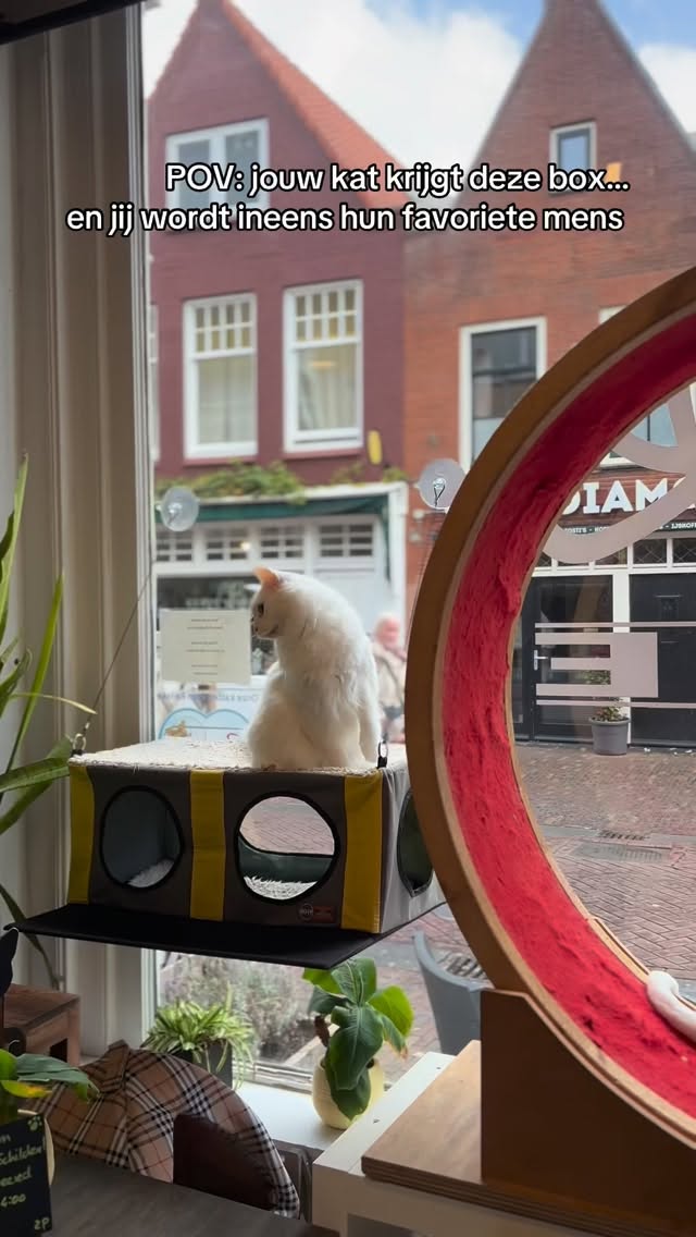 Onze Christmas Surprise Box zit bomvol kerstspeelgoed, natuurlijke snacks, winterproducten en zelfs kerstmaaltijd van @renskenaturalpetfood 🎄🐾
Het perfecte cadeau voor onder de boom — en ja, jouw kat gaat je hiermee adoreren 😽
#catmas #kerstbox #renskepetfood #surprisebox #kattencadeau