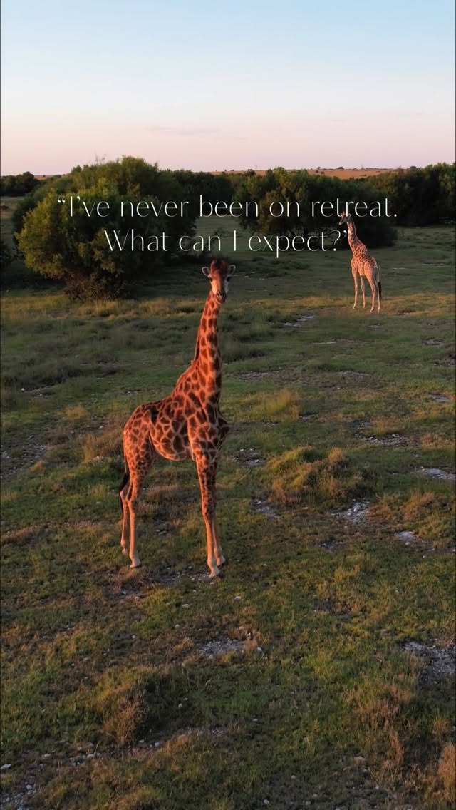 What to expect on retreat with us in South Africa - this February at Namaskar 🤎
#yogaretreat
#safari
#wildliferetreat
#yogasafari
#travelshorts
#southafrica