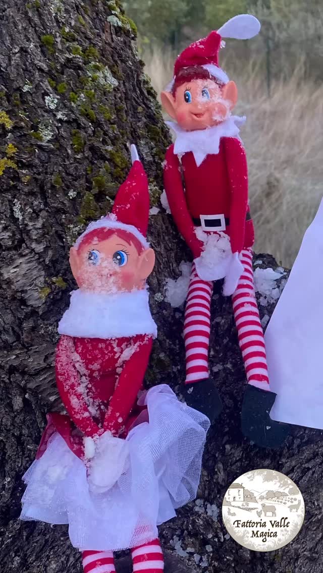 ❄️🧝♂️🧝♀️ Siamo tornati… ma ci siamo congelati! “Fateci entrare, per favore!” 🥶😂
Ogni anno arriviamo dal Polo Nord per portare un po’ di caos ai bambini Boston…
Ma quest’anno abbiamo deciso di venire in fattoria, così possiamo combinare ancora più guai…
e condividerli con tutte le famiglie! 🎄✨
Oggi ci avete trovato così:
due elfi completamente congelati sull’albero!
E questo è solo l’inizio…
Preparatevi a un dicembre pieno di marachelle! 😈🎅
#natale #ElfiInFattoria #elfontheshelf #FattoriaValleMagica #Natale2025 #ChristmasFun #magica #TradizioniDiFamiglia #abruzzo