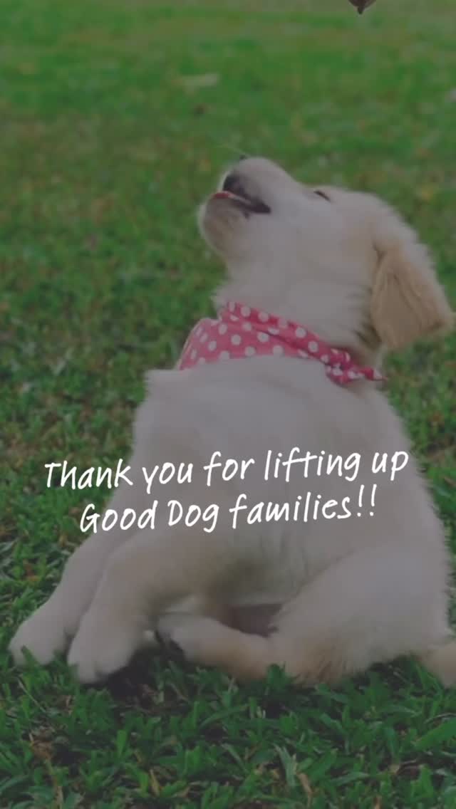 Because of YOU, we surpassed our Giving Tuesday goal! 🧡 Thank you for lifting up Good Dog families.
▶️ Still time to donate + enter a name 🔗in bio