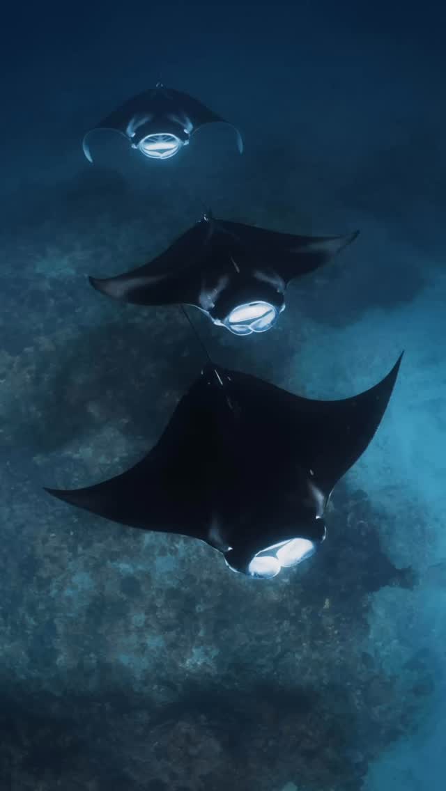The wait is over! ✨
Tours on Wirraji - Australia’s first electric ocean-going charter vessel - launch 17 December 2025
Exmouth transfers included, intimate groups of 12, gourmet food, premium gear, spotter plane + complimentary photos.
A new, electric way to experience Ningaloo. 💙
#coralbay #ningalooreef #mantarays
📷 @ollieclarkephoto