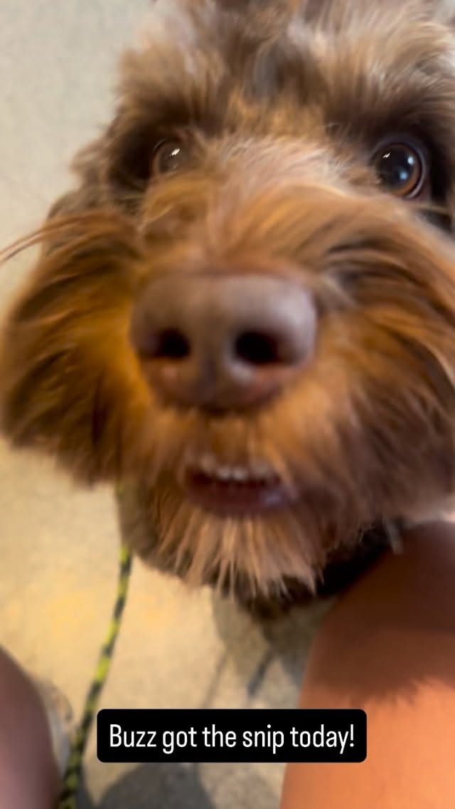 Buzz is officially retired 😫 we just adore this sweet boy #lkaustralianlabradoodles