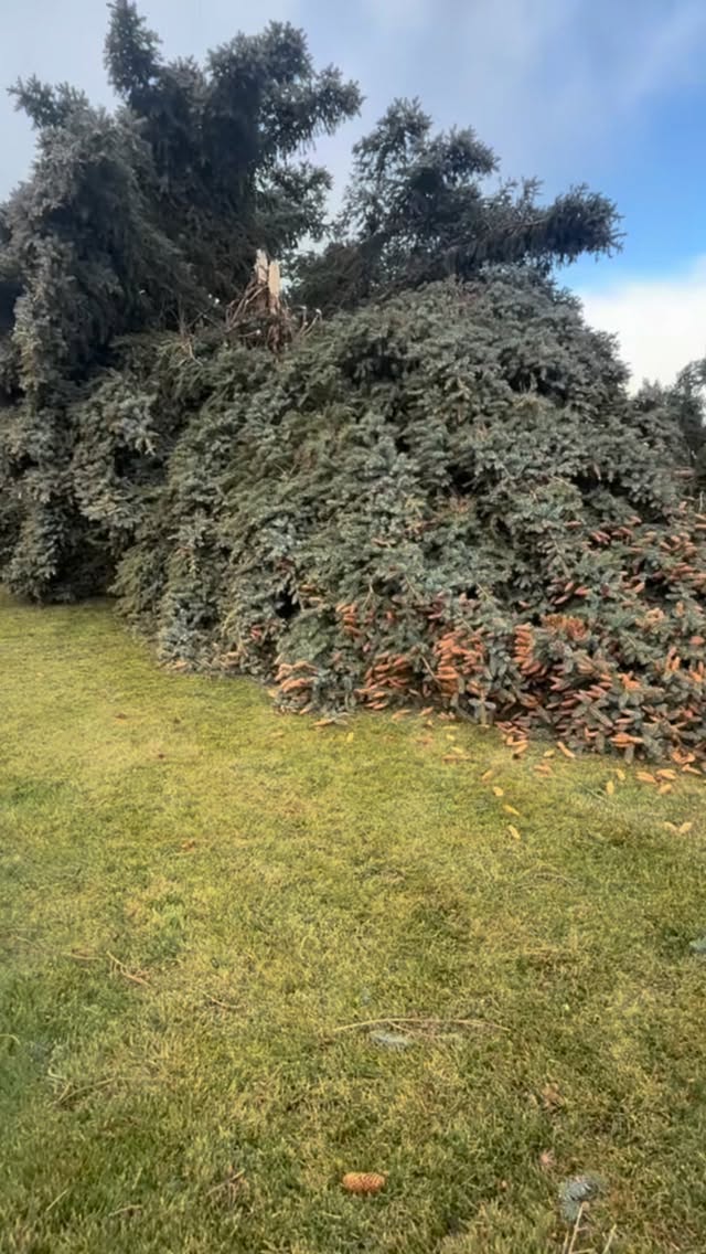 Sometimes the job is helping out a neighbor! Proud of this crew for always being down to lend a hand 🤝