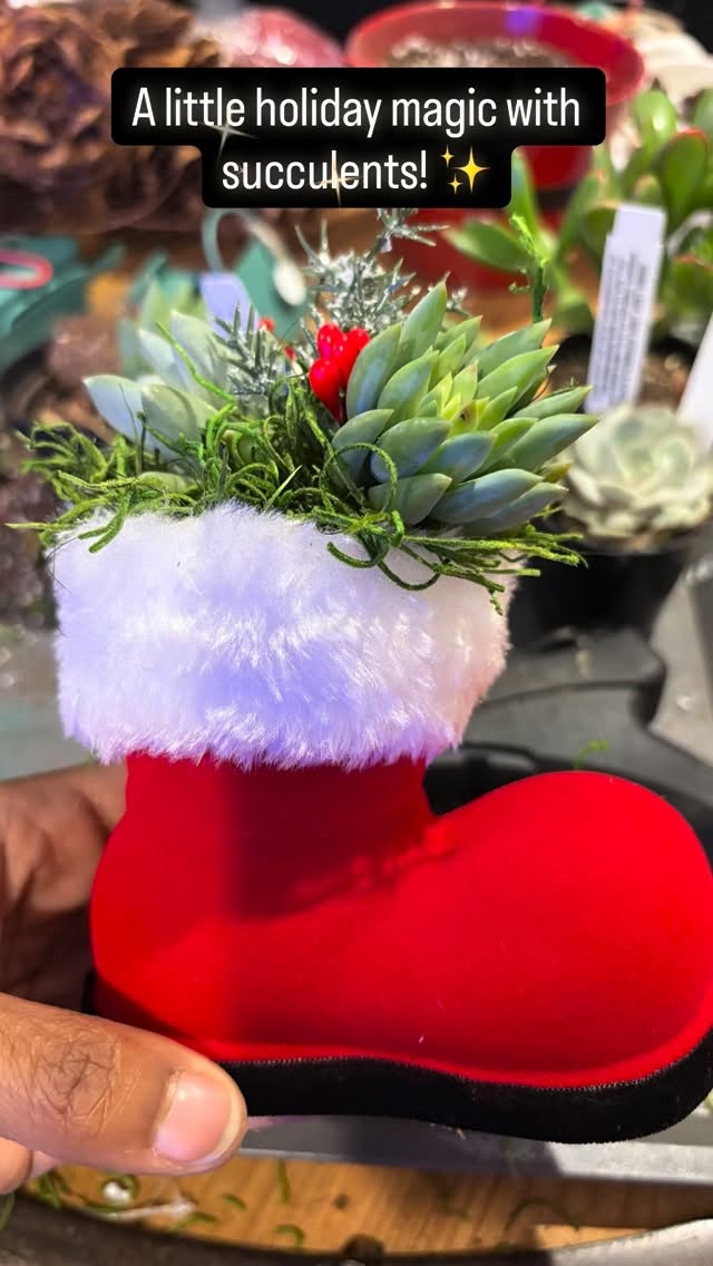 Holiday succulents, but make them adorable! 🎄✨
Loved creating these little reindeer + Santa boot succulent ornaments. The cutest holiday vibes! 🪴
#SucculentDIY #HolidayCrafting #plantgifts