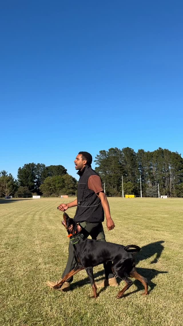 Getting those reps in! Training is always fun with @littleskelter_shepherds 🔥🔥