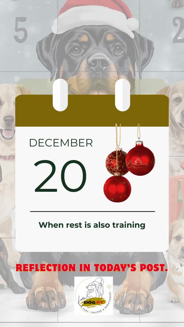 🎄 Day 20 – When Rest Is Also Training
Today, after our walk, we went to the club and trained obedience and a bit of tracking together with other teams.
Being able to train alongside others, share experiences and support each other is incredibly valuable.
After that?
A complete contrast.
Ecco lay next to me, resting, while I wrapped Christmas presents.
And that’s exactly what I want to highlight in today’s door.
✨ Rest is recovery and a prerequisite for balance
Development doesn’t only happen during activity.
It also happens when the dog is given the opportunity to recover.
Rest is not “time that doesn’t count”.
Rest is what allows both body and mind to:
• process impressions
• regulate stress
• settle into calm
• create balance between activity and recovery
Without recovery, training easily becomes just strain.
✨ The ability to rest is a skill
Being able to lie calmly nearby, without demanding attention, is not something that just happens.
It’s a skill that is built over time, just like everything else.
A dog that can shift between activity and rest often finds it easier to:
• focus next time
• cooperate
• maintain a balanced energy level
• feel good in the long run
Sometimes the most developmental thing we can do for our dog…
is to make space for recovery.
🌟 Small exercises, big joy, every day together.
#dogtraining #rottweilerlife #rottweiler #dogtrainer #doglife