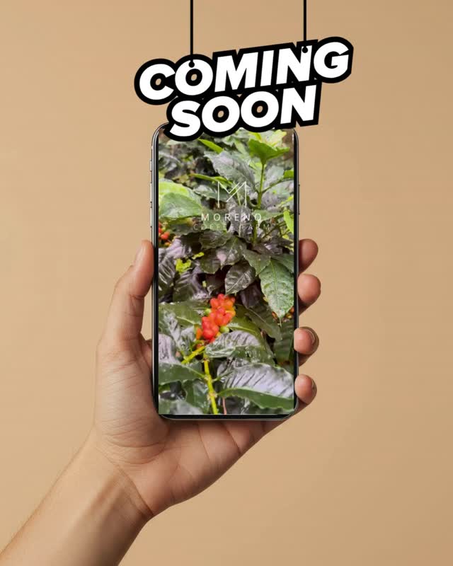 ☕ Exciting news! Soon, Cafetos Roaster will be serving up delicious coffee from Moreno Coffee Farm in Chiriquí, Panama! 🌄 Experience the rich flavors grown at high altitudes from a family-owned farm. Stay tuned and let us know your favorite coffee memories in the comments! 👇 #CafetosRoaster #PanamaCoffee #FamilyFarm