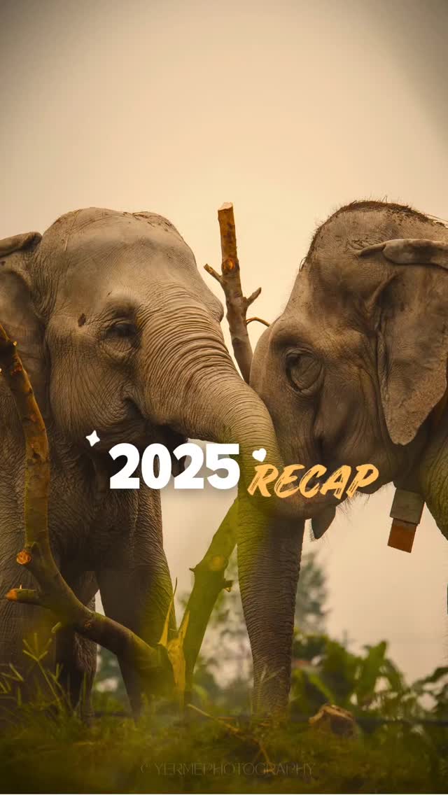 English 🇬🇧
As 2025 comes to an end, we want to say one thing: thank you.
To our team, who works every day with determination and compassion.
To our supporters, whose trust makes long-term change possible.
Together, we support elephants and the communities who live and work alongside them. This journey is collective, and we are deeply grateful to walk it with you. 🐘🤍🌱
Français 🇫🇷
Alors que 2025 touche à sa fin, nous voulons dire une chose : merci.
Merci à notre équipe, qui travaille chaque jour avec engagement et compassion.
Merci à nos soutiens, dont la confiance rend le changement durable possible.
Ensemble, nous soutenons les éléphants et les communautés qui vivent et travaillent à leurs côtés. Cette aventure est collective, et nous sommes profondément reconnaissants de la partager avec vous. 🐘🤍🌱
#StandUp4Elephants #ProtectionDesÉléphants #Conservation #BienÊtreAnimal #Solidarité AgirEnsemble Association StandUp4Elephants ElephantProtection WildlifeConservation ElephantWelfare CommunityBasedConservation TogetherForElephants NGOlife