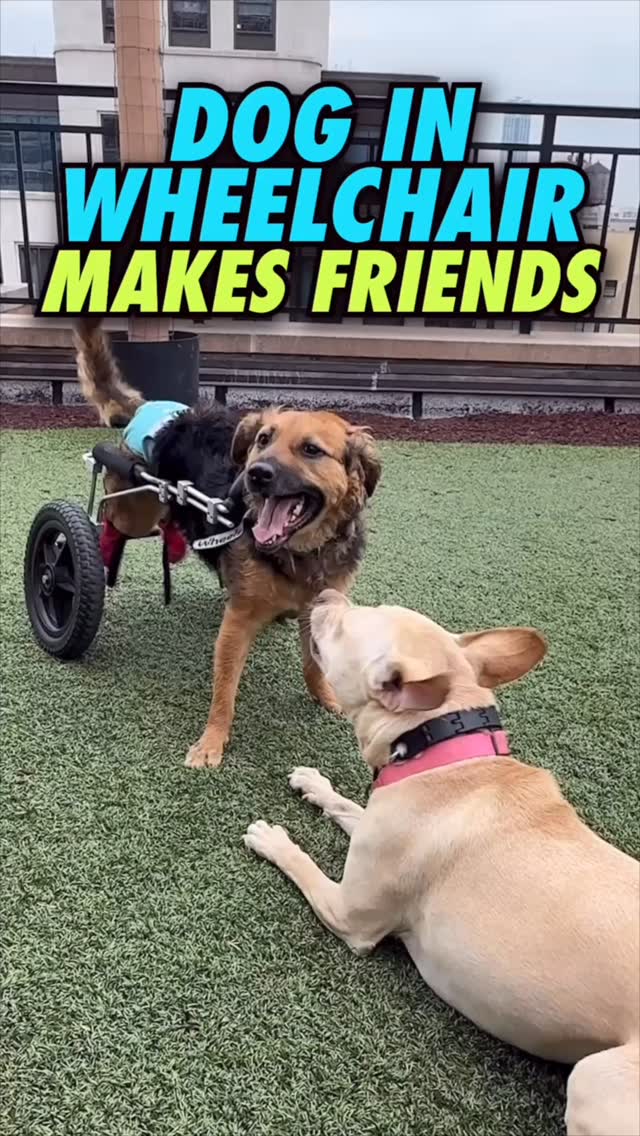 For training in LA & NY hit us up👆
Pls share w/ your dog peeps & I’m happy to answer your questions the best I can👇
#dogs #dogtraining #dogmom #dogdad