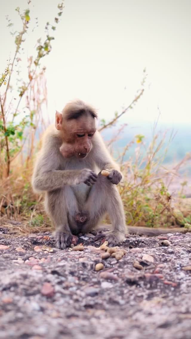 This little Hampi local was living his best life, munching peanuts and pocketing the extras for later 🐒
#HampiDiaries #KarnatakaTourism #TravelReels #IncredibleIndia #WildlifeMoments #NatureVibes #SoloTravelIndia #IndiaTravelGram