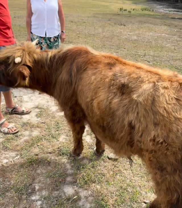 ‘Moo-fassa’ doesn’t have long left at jarrah Glen before he goes to his new owner as a big soft paddock puppy! He’s definitely been making the most of our cow brushing sessions and didn’t want this mornings to stop! 😂
#wildinourheart #highlandcow #farmstay