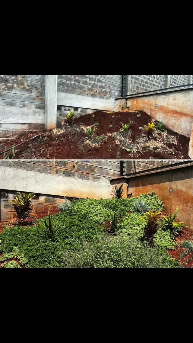 So wonderful to see this landscape thrive since we first brought it all together in September! The lawns have filled in beautifully, the plants are blooming, the fruit trees are taking off, and the kitchen garden is steadily coming along. Over the next few months, we’ll keep a close eye on this space as we spend time boosting a few key areas with more intentional care this season. Excited to see how it all unfolds! 🪻🌾🙌🐝