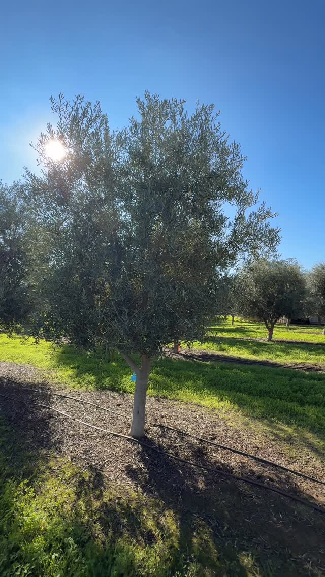 These beauties are the most reliably fruitless Olive trees on the market.
Field-Dug Fruiting and Fruitless Olive Trees available for delivery anywhere in California: www.terratrees.com
#olivetrees #landscape #winecountrygardens #maturetrees #oliveoil #field-dug-trees#fruitlessolives #Ascolano #Picual #Taggiasca #Frantoio #Coratina #Leccino #Pendolino
#Landscapedesign #landscapearchitecture #gardendesign #ASLA #napavalley
