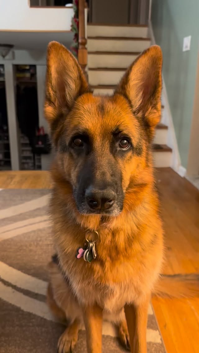 #cantdoanything #dogsofinstagram #gsd #germanshepherd #gsdofinstagram #gsdlife #gsdlove #gsdnation #dogs #gsdrules