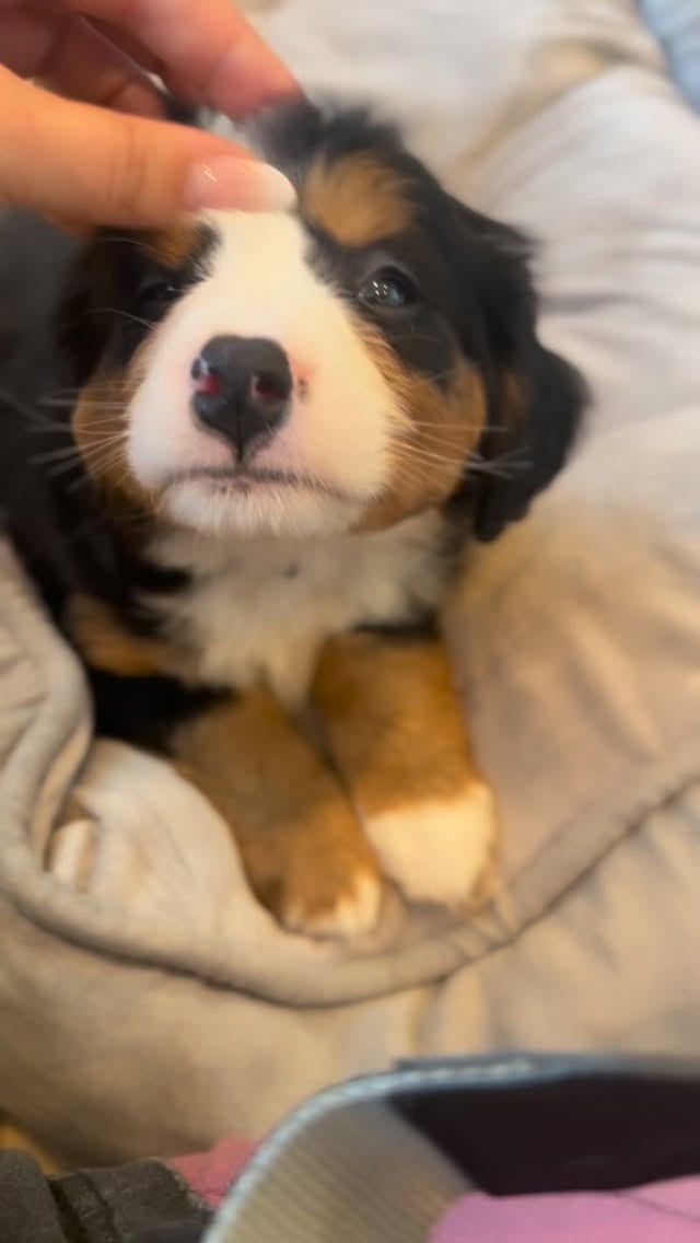 Mini bernese babies are just so precious @lkminibernese #LKminibernese