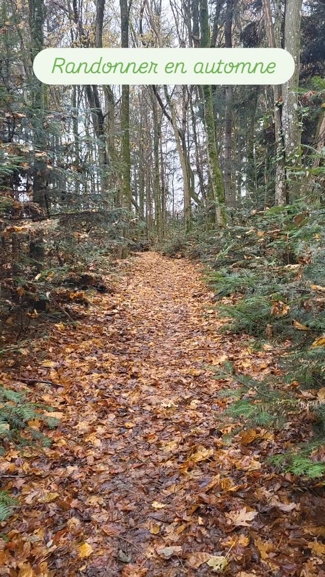 En (re)attendant la neige... balade entre les minis sapins de Noël 🎄
#randonneealsace #automneenmontagne