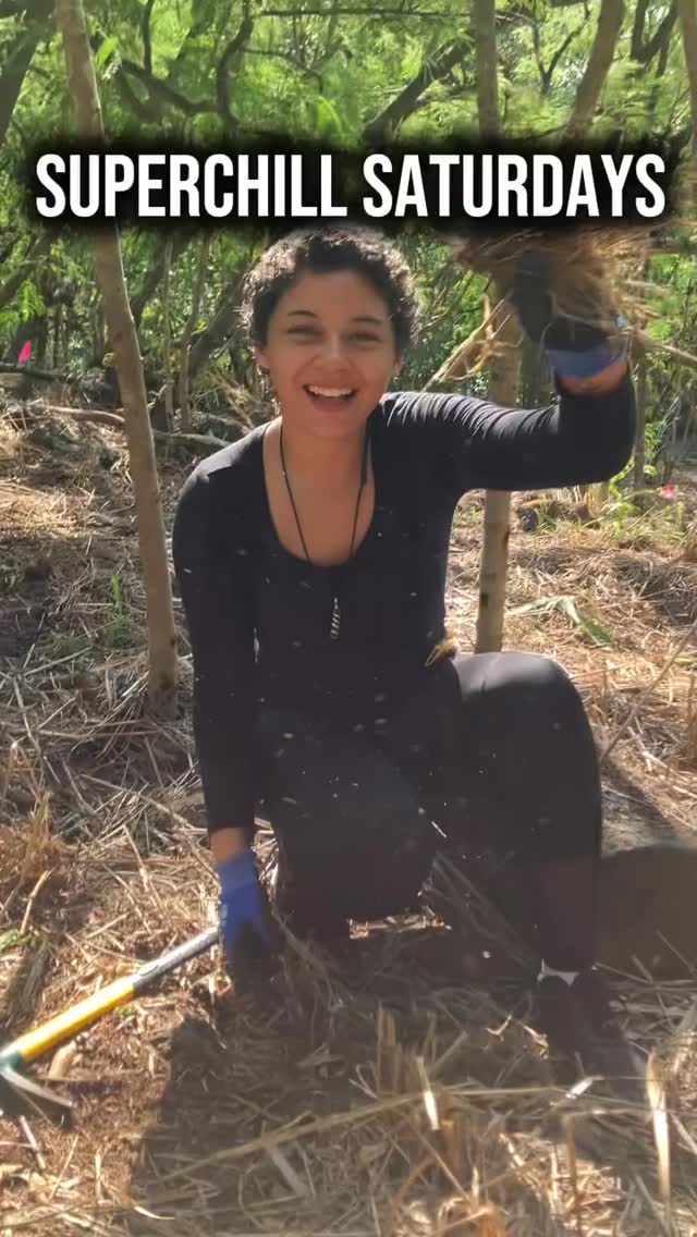 Mahalo nui for coming to our SuperChill Saturdays!
Today we planted Āweoweo and Pili, tackled on guinea grass, and carried the materials for our new water catchments!
Great work everybody!🌱💪
#hawaii #nativeforest #restoration #volunteer #malamaʻāina #superchillsaturdays