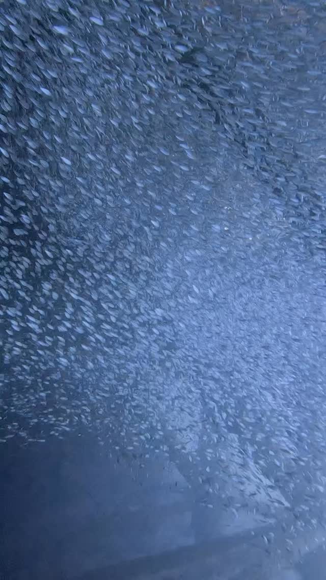 沖縄の12月はまだ日中は半袖で行けるくらい暑い!
沖縄で最高の体験ダイビング開催中!もっとワイドでいこう!
#沖縄 #ワイド派 #ダイビング
ハイサイ!沖縄のダイバーのコージーです!
沖縄の海でダイビングを楽しむ動画を作ってみました^_^
良いなと思ったら高評価とチャンネル登録をお願いします。
皆さんの温かいコメントで励まされています。知らんけど^_^
ーーーーーーーー
沖縄本島中北部の海で超楽しいダイビングスクールを開催しています
https://www.awoddiving.com/
※ホームページからご予約可能です。
ーーーーーーーー
インスタグラム📸
ID/awoddiving_okinawa
ーーーーーーーー