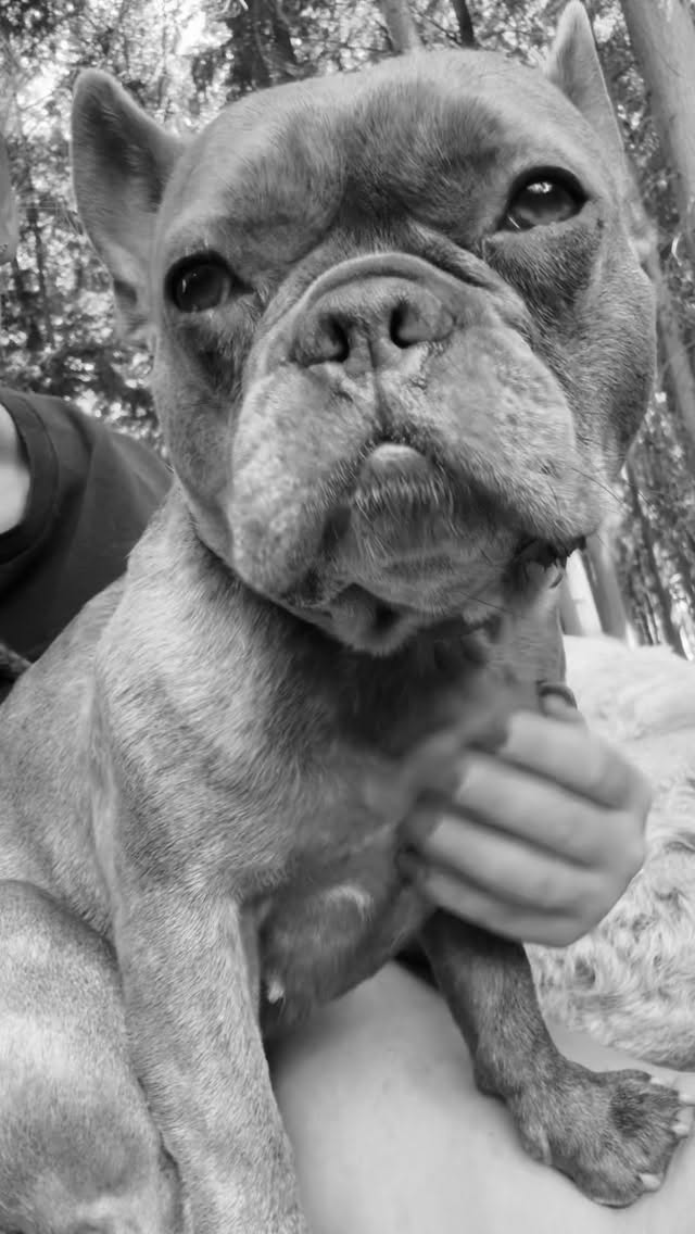 Love is all around us ❤️🥹
#DuncansDoggyDaycare #Duncans #DDD #DuncansDogCo #DoggyDaycare #DoggyDaycareLife #SurreyDogs #SurreyDogCare #LondonDogs #LondonDoggyDaycare #SurreyPetServices #DogsofSurrey #DogsofLondon