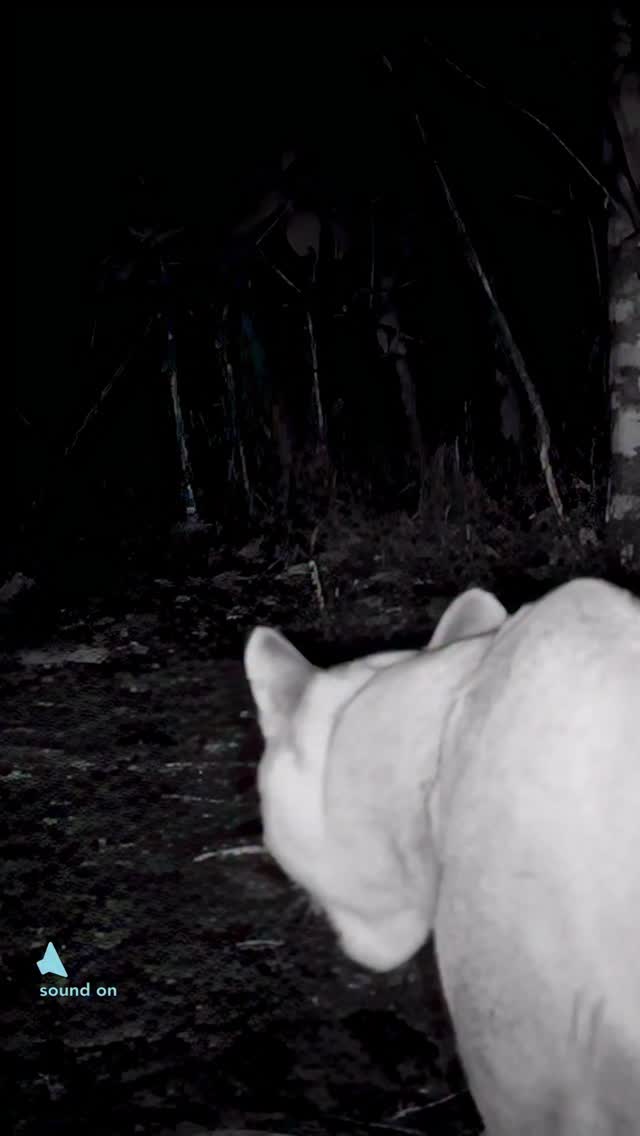 Ara, the tailless male puma, caught on camera in the cloud forest at night — lifting his head, curling his lips, and analysing scent in the air. 🌙🐆
This behaviour is called the flehmen response. By drawing scent into a specialised organ on the roof of the mouth, pumas can interpret chemical signals left by other animals: territory markers, potential mates, even prey movements. It’s a silent conversation written in scent, and Ara reads it with precision.
Captured through the Cloudbridge Camera Trap Project, a collaboration between The Wild Cat Imaging Project and Cloudbridge Nature Reserve, helping us understand how these mountain cats move, communicate, and survive.
Support the project at wildcatimagingproject.com — every contribution helps protect wild cats of the Talamanca. 💛🐾
#CloudbridgeCameraTrapProject #WildCatImagingProject #CloudbridgeNatureReserve Puma TaillessPuma FlehmenResponse CameraTrapping CostaRicaWildlife TalamancaMountains WildlifeBehaviour