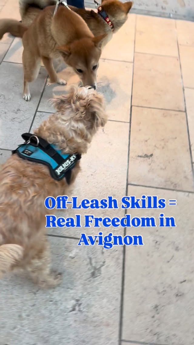 Greetings from Avignon đŤđˇ
Car-free streets + solid training = real off leash freedom to explore and sniff around.
Loved, trusted dogs thrive here. #dogtraining #leashtraining #dogbehavior