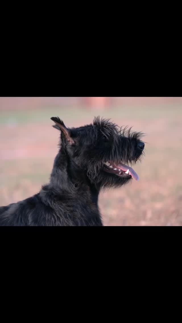 For all of my clients who heard me say French Ring here is finally a small beginner visual! I practice the discipline and control that I ask of you for your four legged friends! Now you donāt have to step on a trial field with your pups but believe me when I say that Iāve done the work over and over and over again and I will always be honest with you on what that work will look like!
#dogtrainersofsanantonio #frenchring