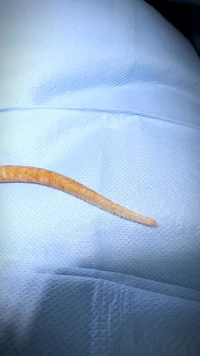 Gebärmutter-Vereiterung bei einer Ratte? Ab in den OP!