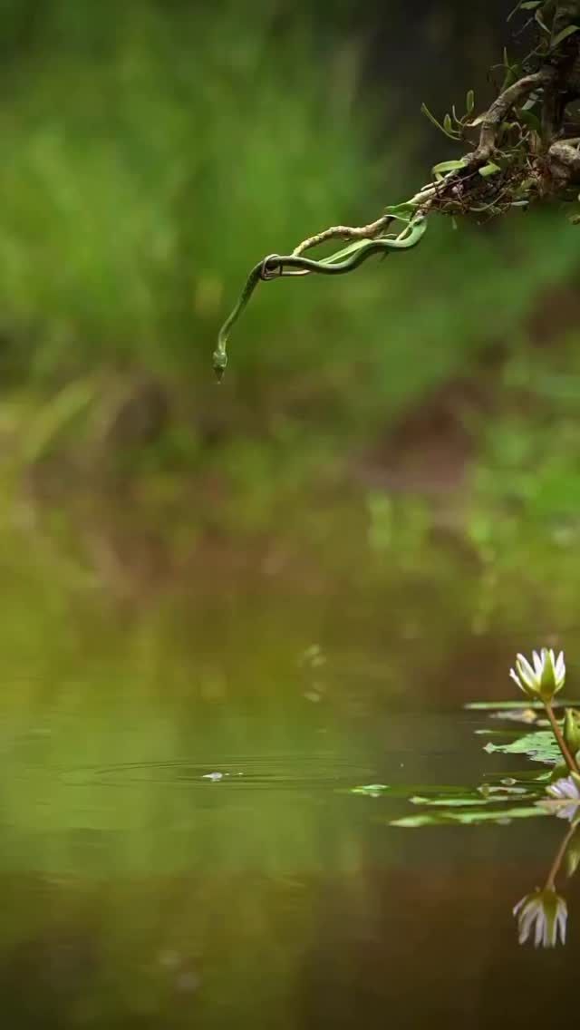 La naturaleza tiene unos extraños momentos .. #fundacionvivarium #preservandovidas #snake #serpientes #venezuela