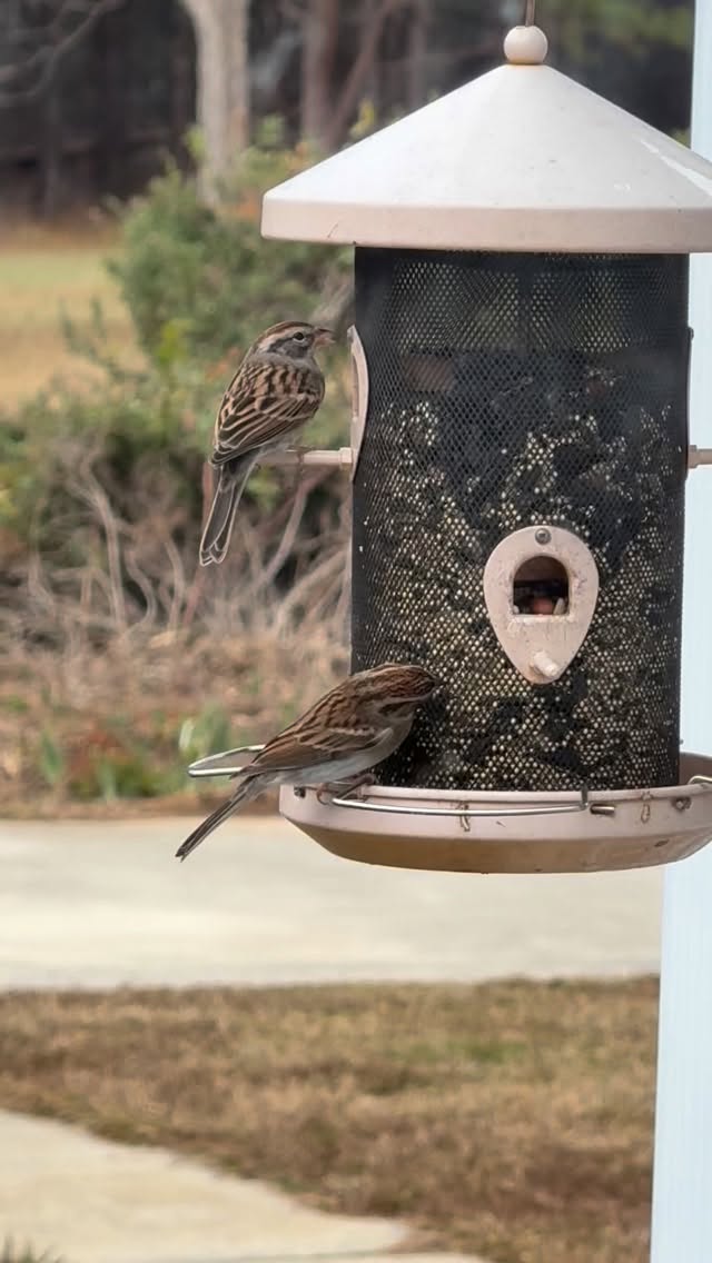 Watching the birds in winter brings me hope. When food is scarce, they come to the feeder and enjoy as if they never knew of scarcity. These sparrows were a sweet reminder to me today that my God will always provide.
Psalms 84:2-4 (ESV) My soul longs, yes, faints for the courts of the LORD; my heart and flesh sing for joy to the living God. Even the sparrow finds a home, and the swallow a nest for herself, where she may lay her young, at your altars, O LORD of hosts, my King and my God. Blessed are those who dwell in your house, ever singing your praise! Selah