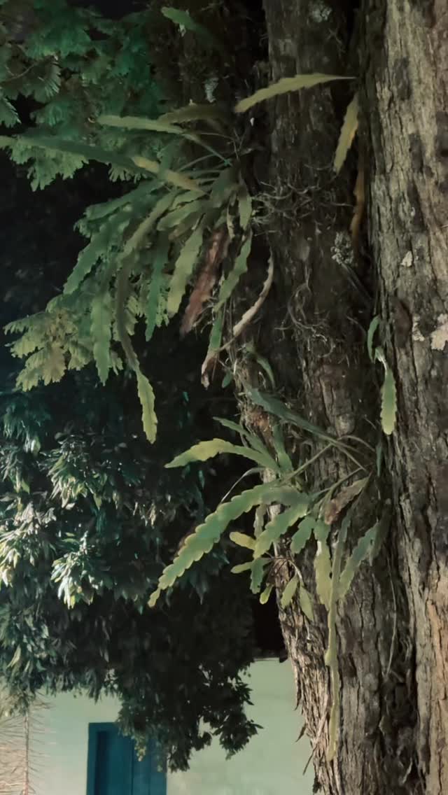 🎨 🎵📷 Música + Arte Visual
Tive a honra de tocar na Abertura do 11º Salão de Artes Visuais de Indaiatuba. Enquanto o Casarão Cultural Pau Preto celebrava a excelência em Desenho, Escultura, Fotografia e Pintura, minha missão foi criar a atmosfera que conecta todas essas formas de arte.
A música não estava lá apenas para ser ouvida, mas para emoldurar a experiência dos artistas e convidados. Arte visual e frequência sonora dialogando em sintonia perfeita.
Esse é o propósito do meu trabalho: transformar eventos oficiais em experiências sensoriais de alto nível.
📍 Visite a exposição: Aberta até 31/01 no Casarão.
🤝 Agradecimentos: @prefaindaiatuba @culturaindaiatubaoficial @cellistalessa @jo_costa82
📹 @rayssa.marqui
#AudioDesign #ArtesVisuais #Indaiatuba #CulturaSP #CasarãoPauPreto #MusicCurator #VanderFurlan #SalãoDeArtes #Atmosphere #Vernissage