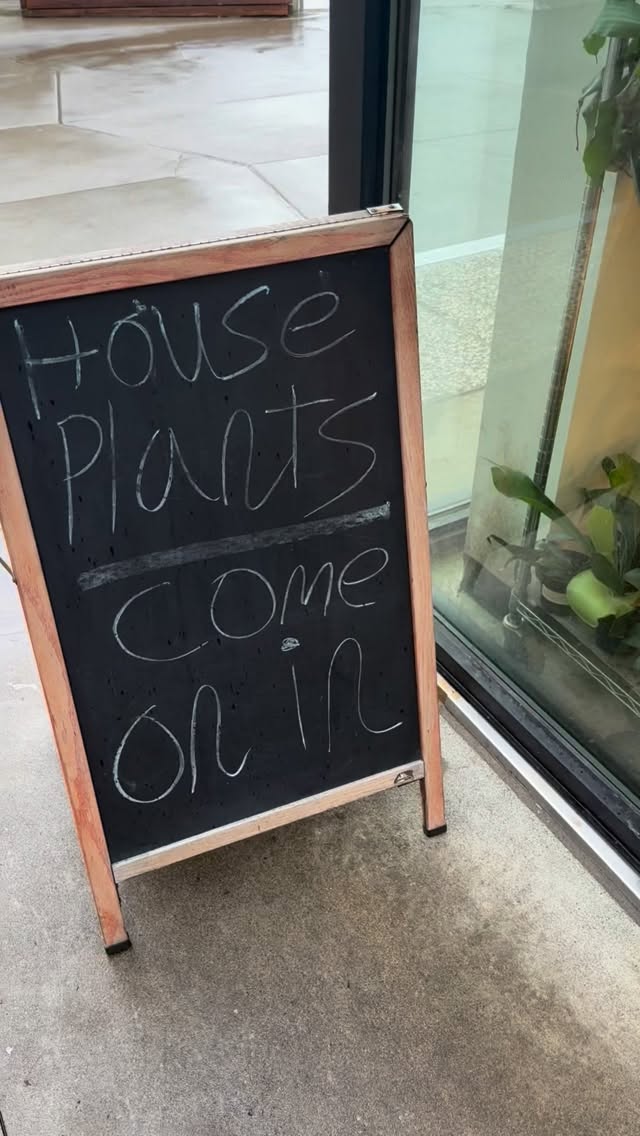 Christmas Eve hours 🎄
We’re open 11–4 today — swing by for last-minute plant gifts or a little green joy 🤍