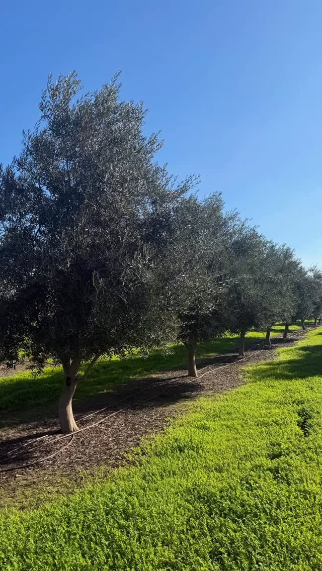 #nofilter on this beautiful Fall day in our Fruitless Olive orchard. 🍂🌳🌳🌳🌳🌳🌳
Field-dug Fruiting and Fruitless Olive trees available for delivery anywhere in California: www.terratrees.com
#olivetrees
#landscape
#winecountrygardens
#maturetrees
#oliveoil
#field-dug-trees
#fruitlessolives
#Ascolano
#Picual
#Taggiasca
#Frantoio
#Coratina
#Leccino
#Pendolino