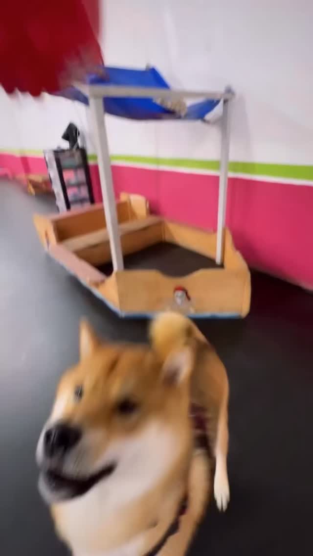 Another year filled with friends, cuddles, play and pups! Will 2026 be your dog’s year? 🐾💖
Enquire today to secure your pup’s January daycare space and kick their year off to the best start.
#dogdaycare #doggydaycare #londondogs #londondogsinstagram #training #puppy #puppysocialization