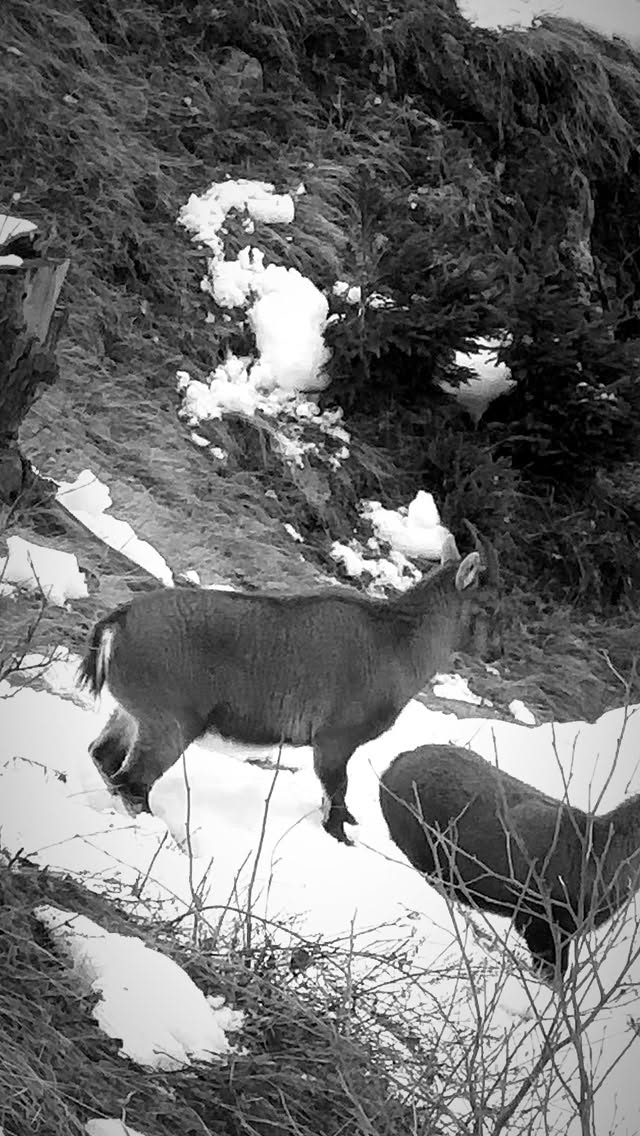 Looking for the wolfs ?…
#chamonix #goat #mountain