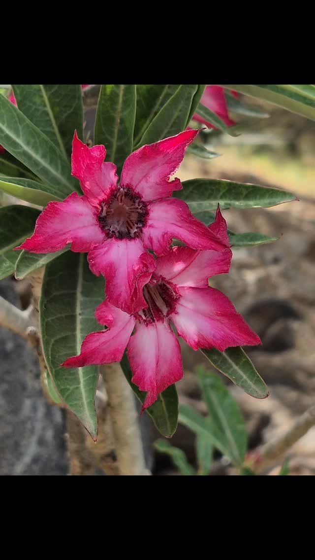 All the Desert Roses are in bloom around the camp. What a glorious site. Its our logo too. #teddybearbaringo #lakebaringo #flowersofkenya #islandlife #greatriftvalley