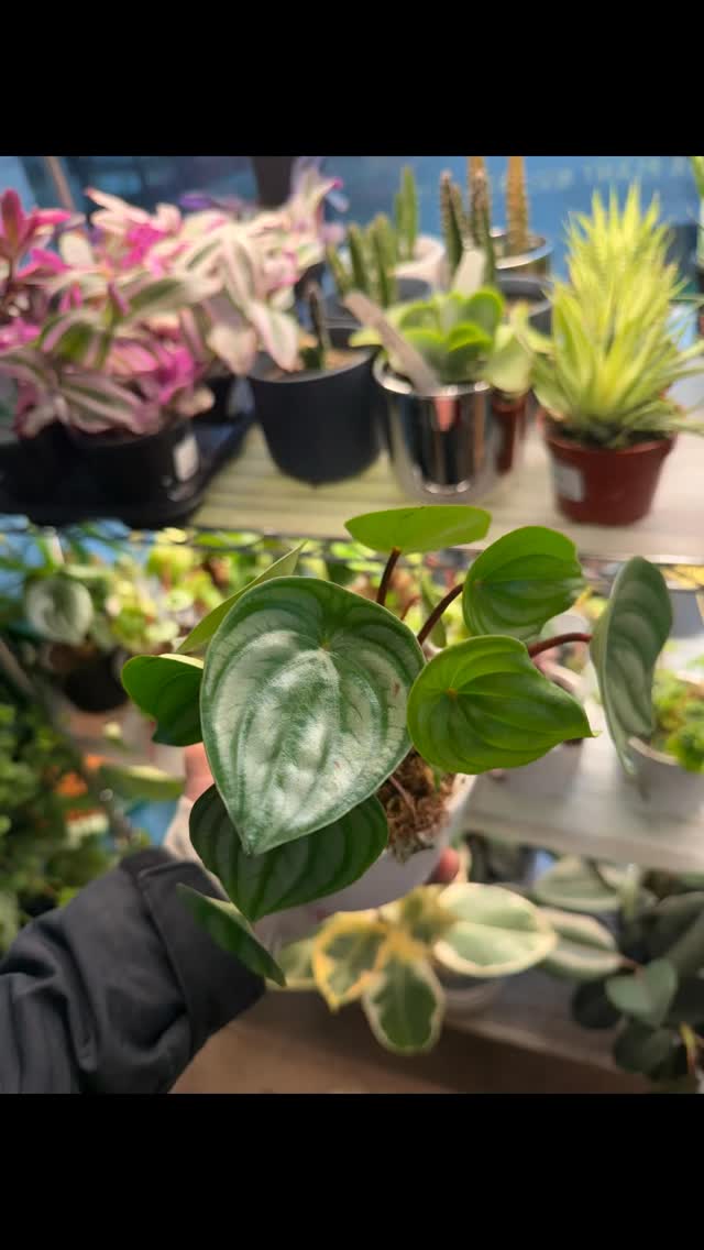Two pet-friendly favorites: Peperomia Watermelon & Peperomia Hope 💚
Bright light + light watering = happy plants!
#peperomia #petsafeplants #plantlover #booshnursery #indoorjungle #seattle #plantshop #houseplant #plantnursery