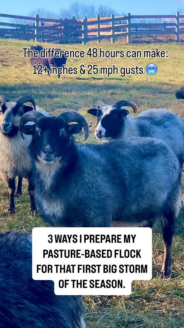 Winter arrived like a lion for Thanksgiving weekend! I’m only now coming out of the fog. Delayed flights, harried trips to the airport with no visibility, pulling straw out of my hair while trying to get everyone off. Wrapping up leftovers for stranded travelers, & keeping my enormous Gampr LGD, excited by the snow, from knocking everything in her wake over. I ended up with a terrible cold & I’m still snowed in, but flock is happy & fed ❄️♥️ straw, extra hay & fresh water go a long way to keeping everyone comfortable during the first days of negative windchill.
Thankfully other than one battle with the breakers, I managed to get everything working. Waters thawed & hay moved. I did have to scramble for straw, but the flock was resilient as usual. This is the time of year when I can sigh & appreciate why I chose the breed I raise. Icelandics need care during the winter, but not like other breeds I’ve had. They come out frolicking to greet me, assuaging my guilt for stretching out dessert by the fire before putting on my overalls & gloves. I won’t forget this Thanksgiving soon. A very white one indeed.
#icelandicsheep #homesteadliving #homesteadlife #sheep #shepherdess #livestockguardiandog #midwestwinter